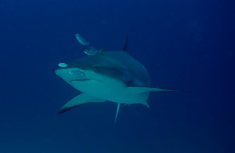 St Martin shark hotel 20 aout 2010_45.jpg